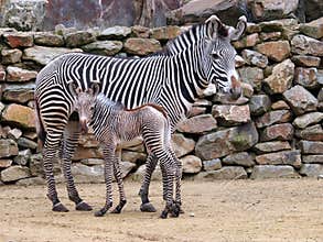 Zebra mother with child
