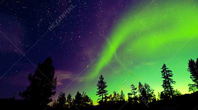 Northern Lights aurora borealis over trees