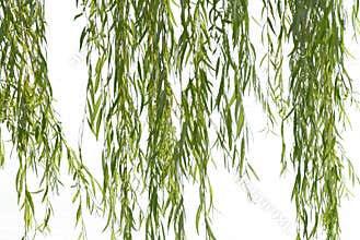 Weeping willow foliage