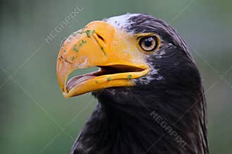 Stellers Sea Eagle with a green background