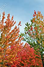 Colorful autumn foliage