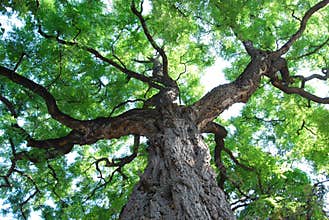 Big Tree