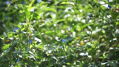 Green grass in the morning sun. Bee