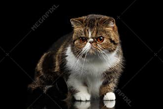 Closeup Exotic Cat Sits on mirror, Alertness Looking in Camera