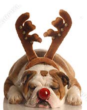 Dog dressed as rudolph