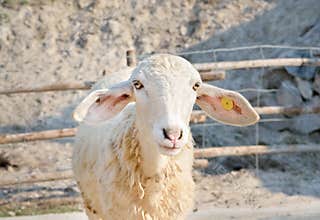 Smiley sheep in a animals farm