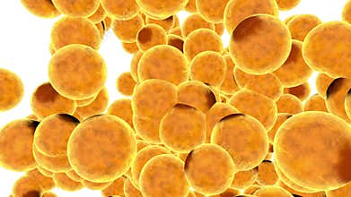 Fat cells. concept for health risk for obesity or dieting and nutrition problems. Alpha matte include