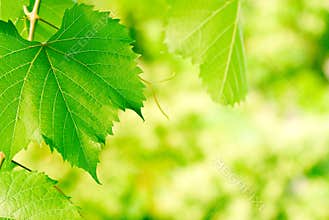 Green leaves - Environment