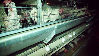 Chicken Farm, Poultry.