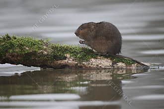 Water vole, Arvicola amphibius