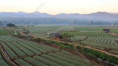 Shallots field with mountain background,Chiangmai Thailand
