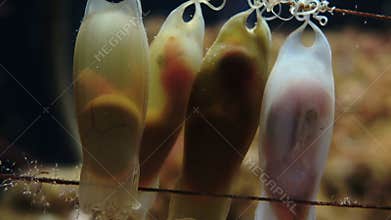 Shark Babies in their Eggs