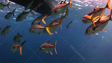 Flock of fish under the sea in search of food