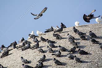 Pigeon