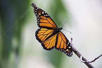 Monarch Butterfly on a branch