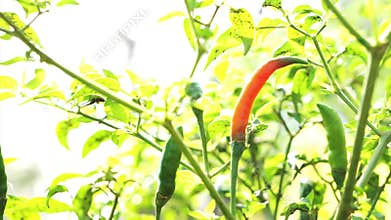Video Organic Spicy Red Cayenne chilli pepper ripe up on plant. Red contrast on green vegetable background. Capsicum annuum L.