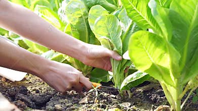 Video Organic pesticide free salad vegetable picked and cut from the garden farm