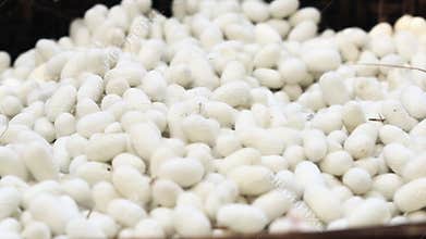 The silk cocoon, nesting of the silkworm.
