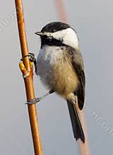 Black Capped Chickadee - Poecile atricapillus