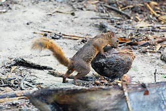Variegated squirrel with a coconut - Costa Rica