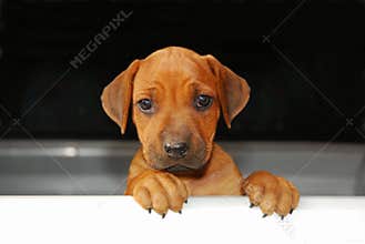 Dog holding sign