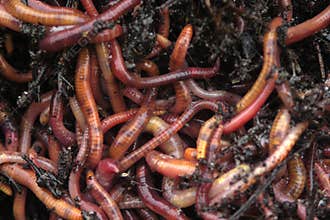 Earthworms in compost