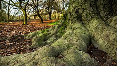 Time-lapse of winter woodlands in England