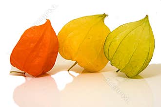 Physalis alkekengi fruit