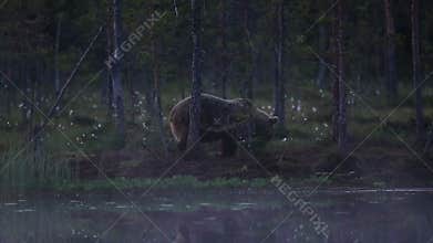 Big brown bear at lakes edge grazing
