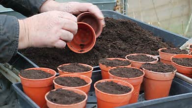 Filling plant or flower pots with compost.