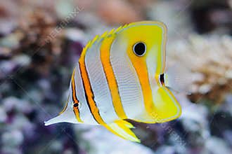 Copper butterflyfish in the aquarium against coral