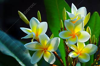 Gorgeous Frangipani Flowers