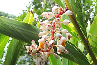 White flowers healthy ginger plants, alternative medicine