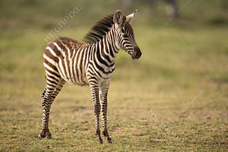 A Baby Plains Zebra in Amboseli, Kenya