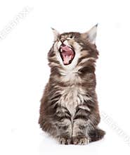 Yawning maine coon cat. isolated on white background