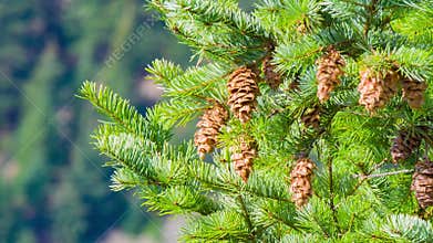 Pine branches with cones, waving at low wind on a clear day.