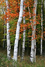 Colorful Aspen Birch Tree