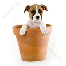 Stafford puppy