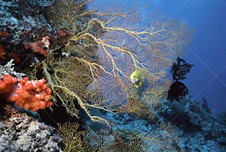 Solomon Sea Fan