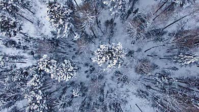 Winter landscape in Siberia