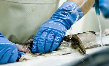 Fish processing factory