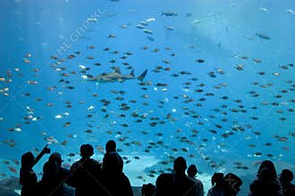 Georgia aquarium