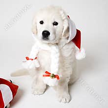 Puppy