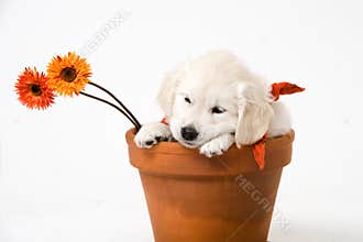 Puppy