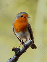 Robin bird