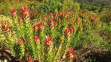Kirstenbosch botanical gardens - Cape Town
