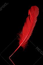 Red feather