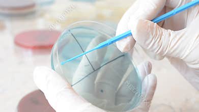 Laboratory doctor hands with sterile gloves using inoculation loop to isolate Escherichia coli bacteria