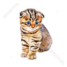 Watercolor portrait of British scottish fold kitten with odd eyes on white background. Hand drawn sweet home pet.