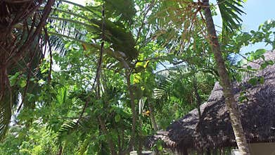 Trees and bungalow roofs at touristic resort hotel